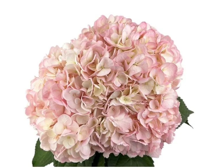 Hydrangea jumbo wedding pink