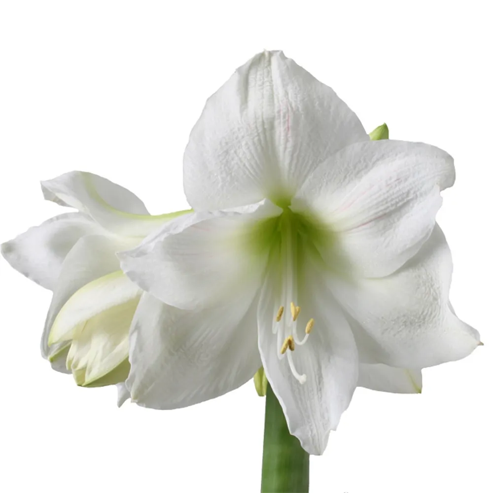 Hippeastrum mont blanc