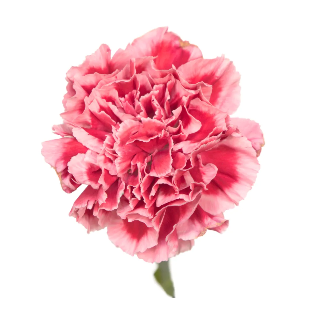 Carnation cheerio