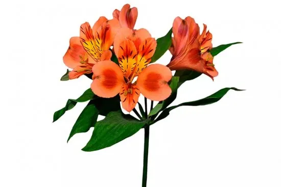 Alstroemeria orange queen