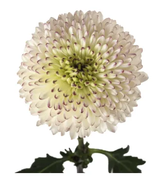 Chrysanthemum disbud ball cappuccino