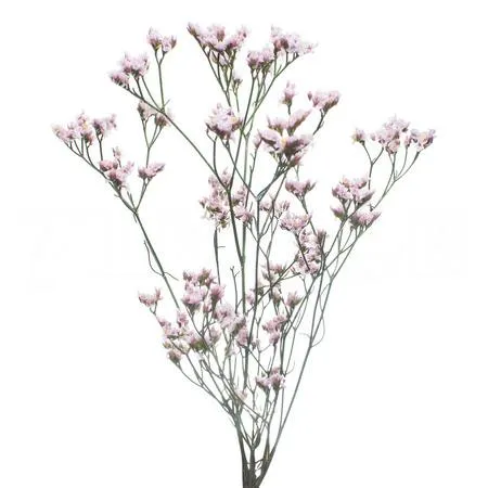 Limonium pink