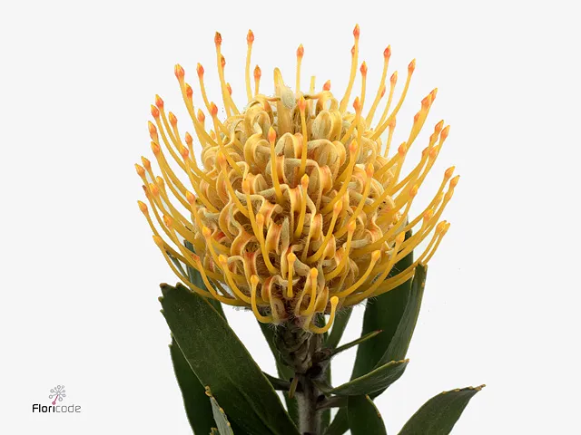 Leucospermum cuneiforme