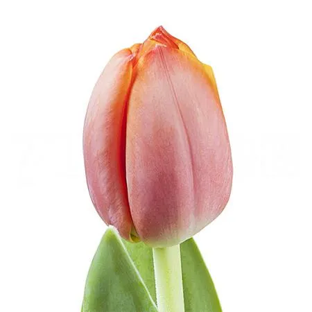 Tulip enkel ad rem