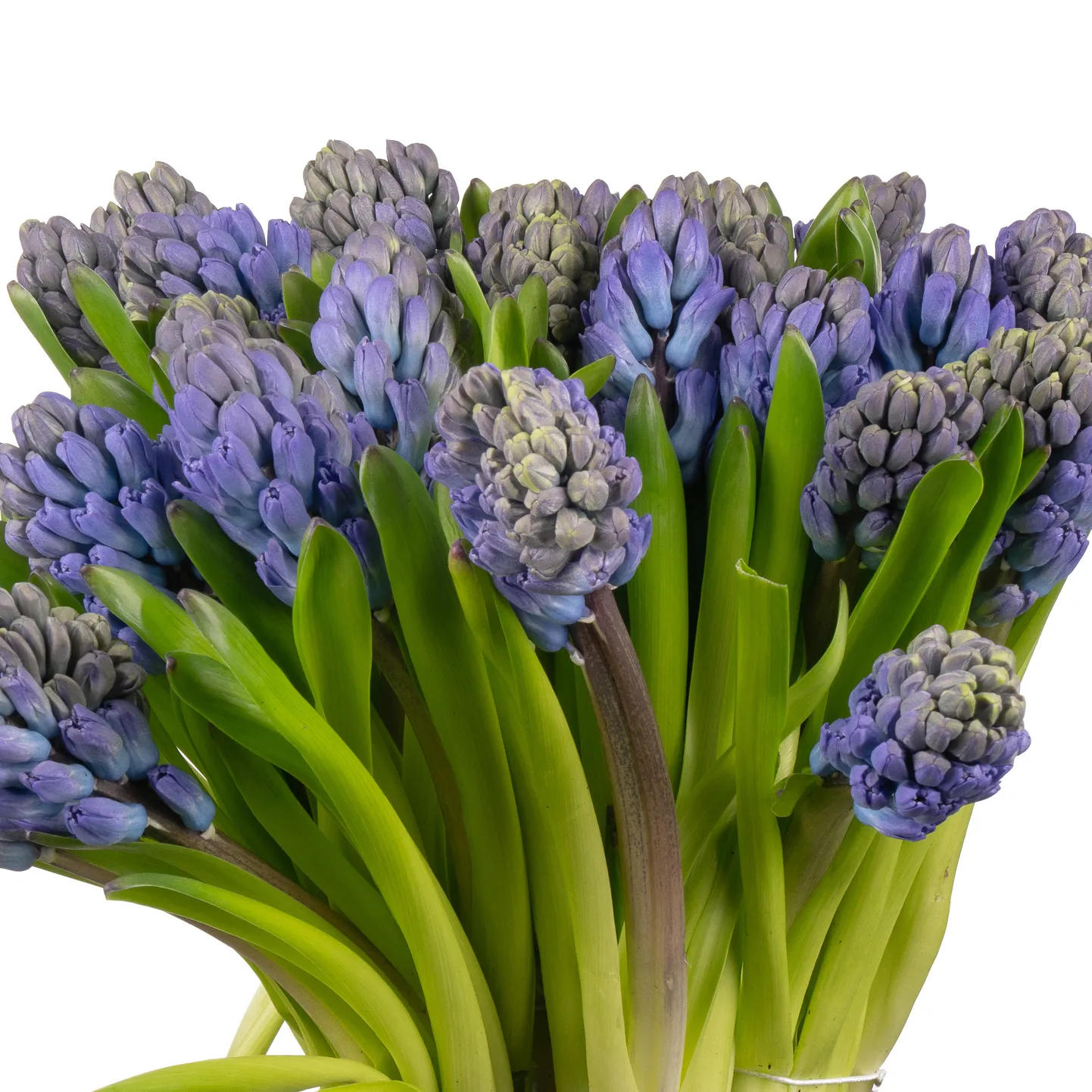 Hyacinthus delft blue