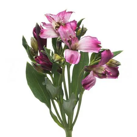 Alstroemeria napoli