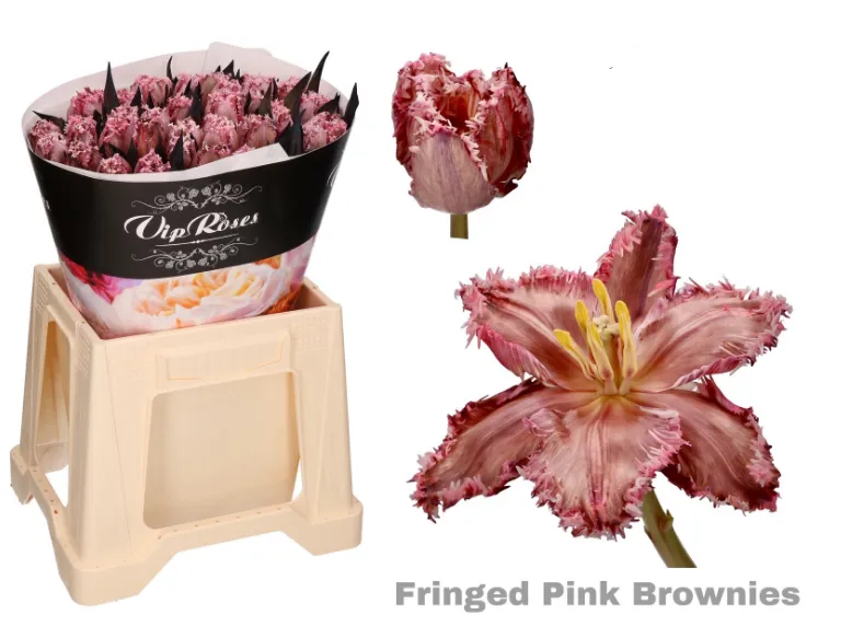 Tulip fringed pink brownies