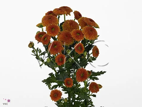 Chrysanthemum santini calimero orange