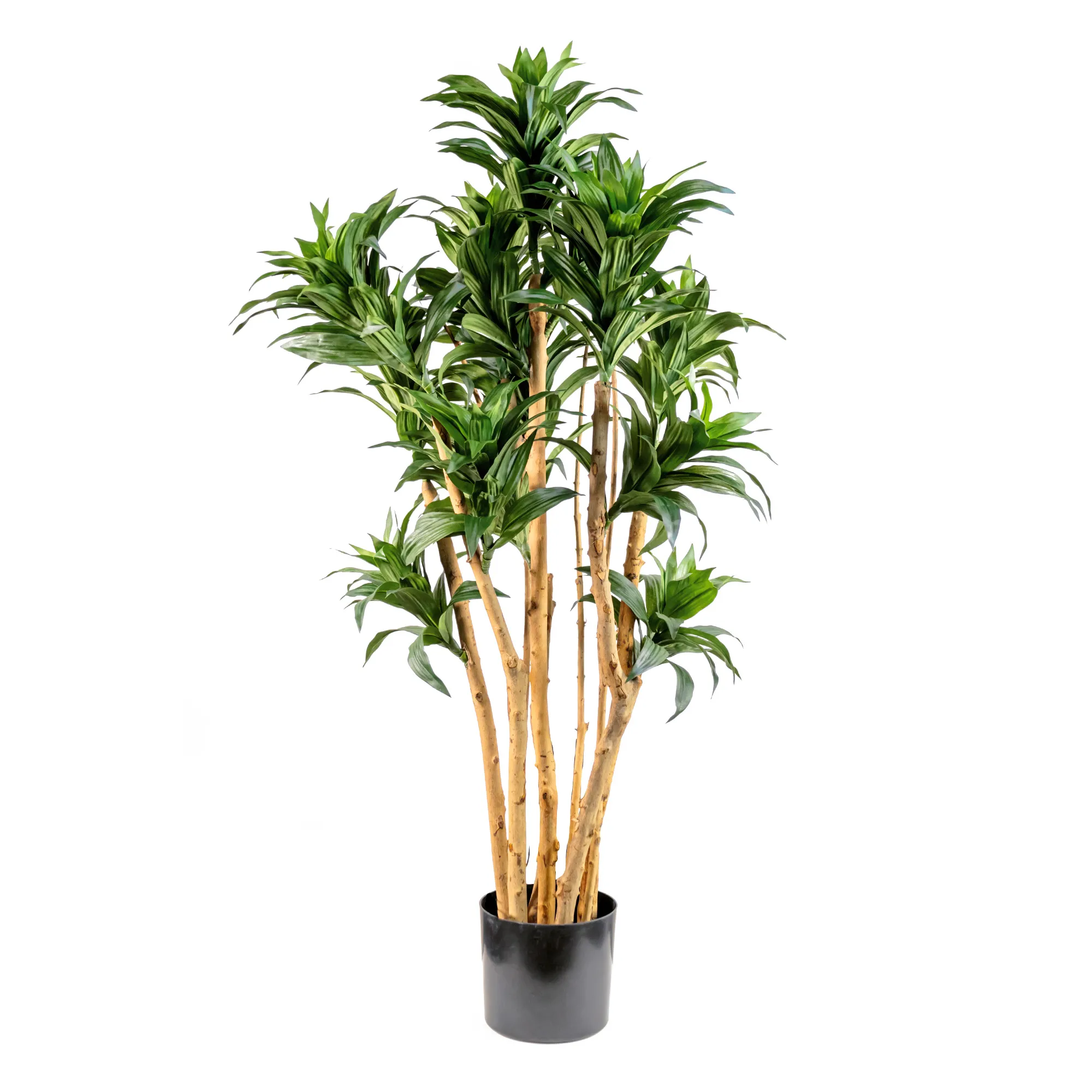 Artificial dracaena fragrans tree with real trunk 379LVS