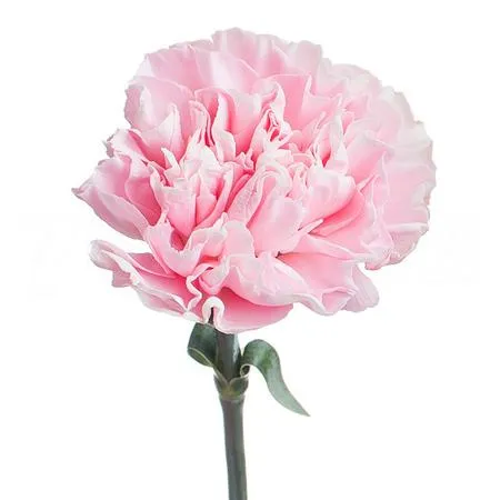 Carnation opera