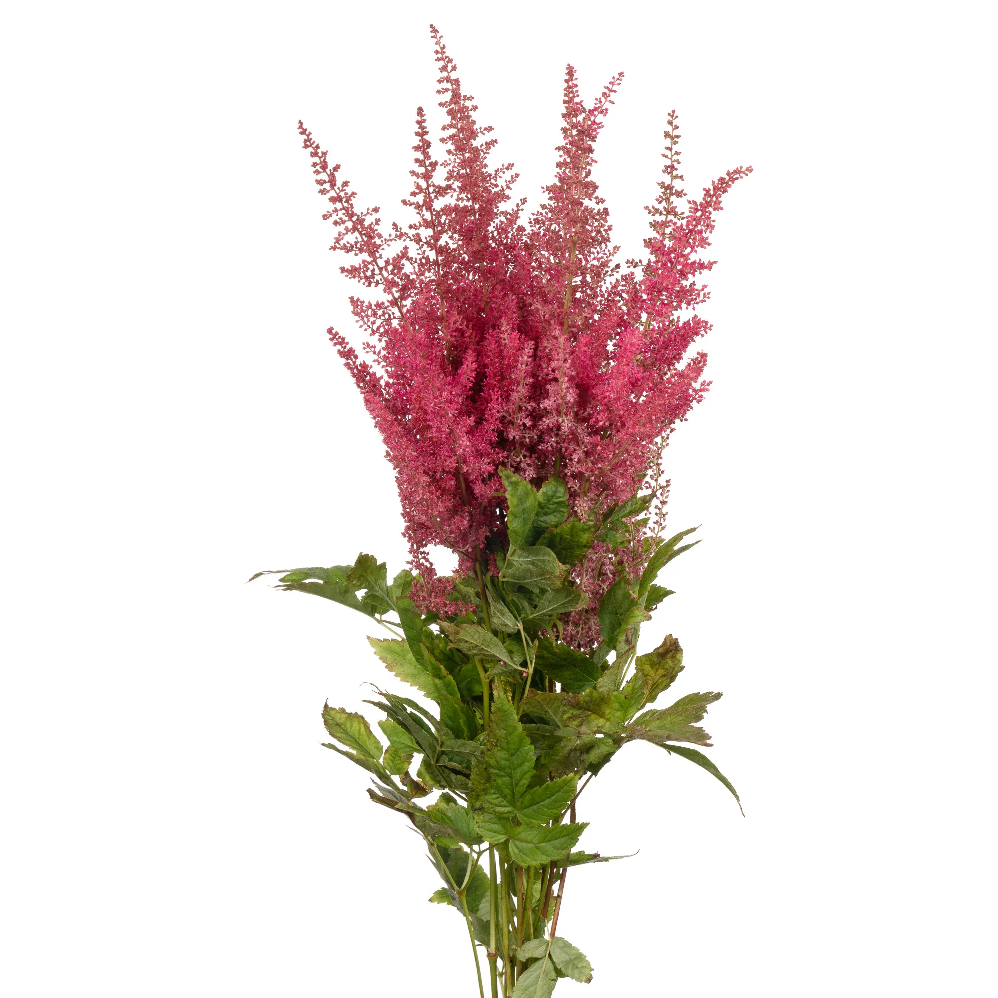 Astilbe else schluck