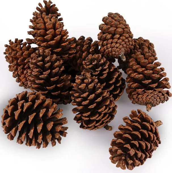 Pinecone Pinea