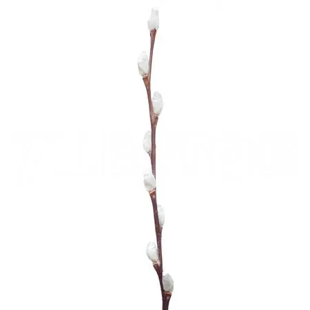 Salix snow flake