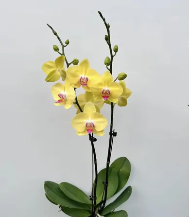 Phalaenopsis pot sunset