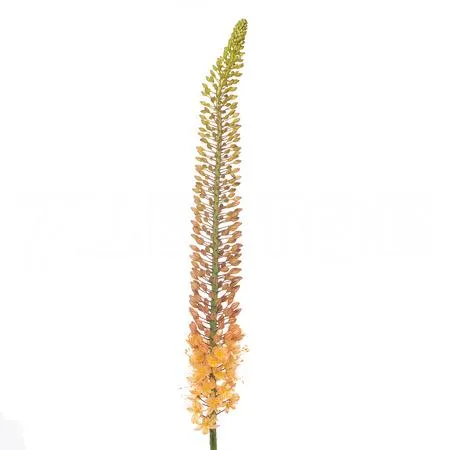 Eremurus golden cleopatra