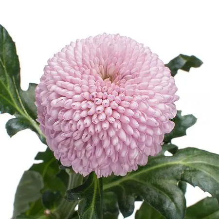 Chrysanthemum single momoko