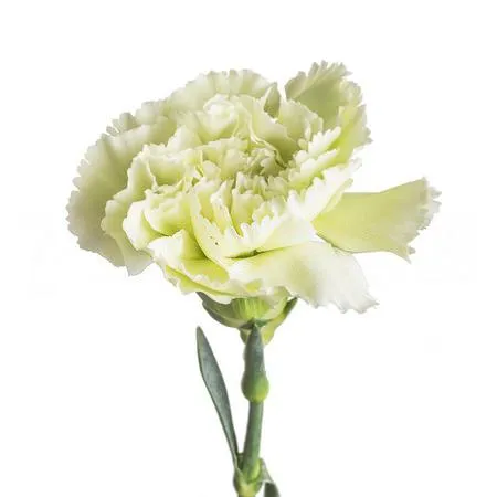 Carnation prado mint