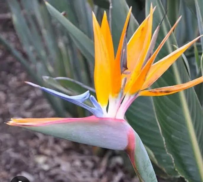 Strelitzia bird of paradise