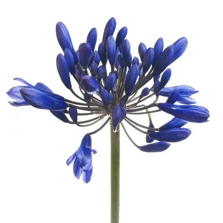 Agapanthus blue