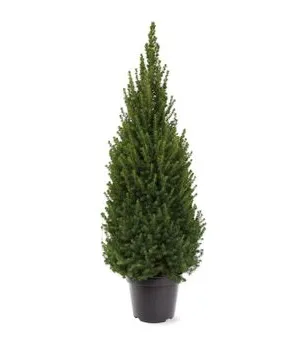 PICEA GL CONICA