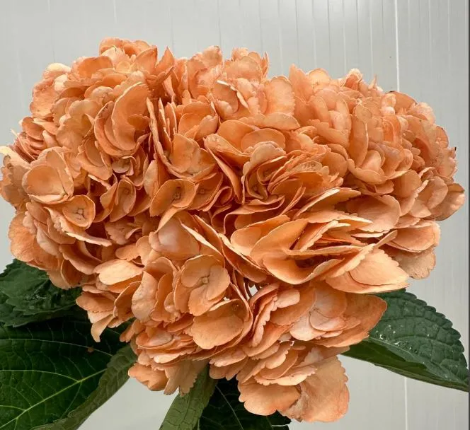 Hydrangea premium terracota