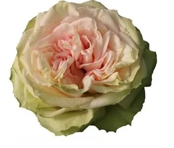 Rose sweet elegance 
