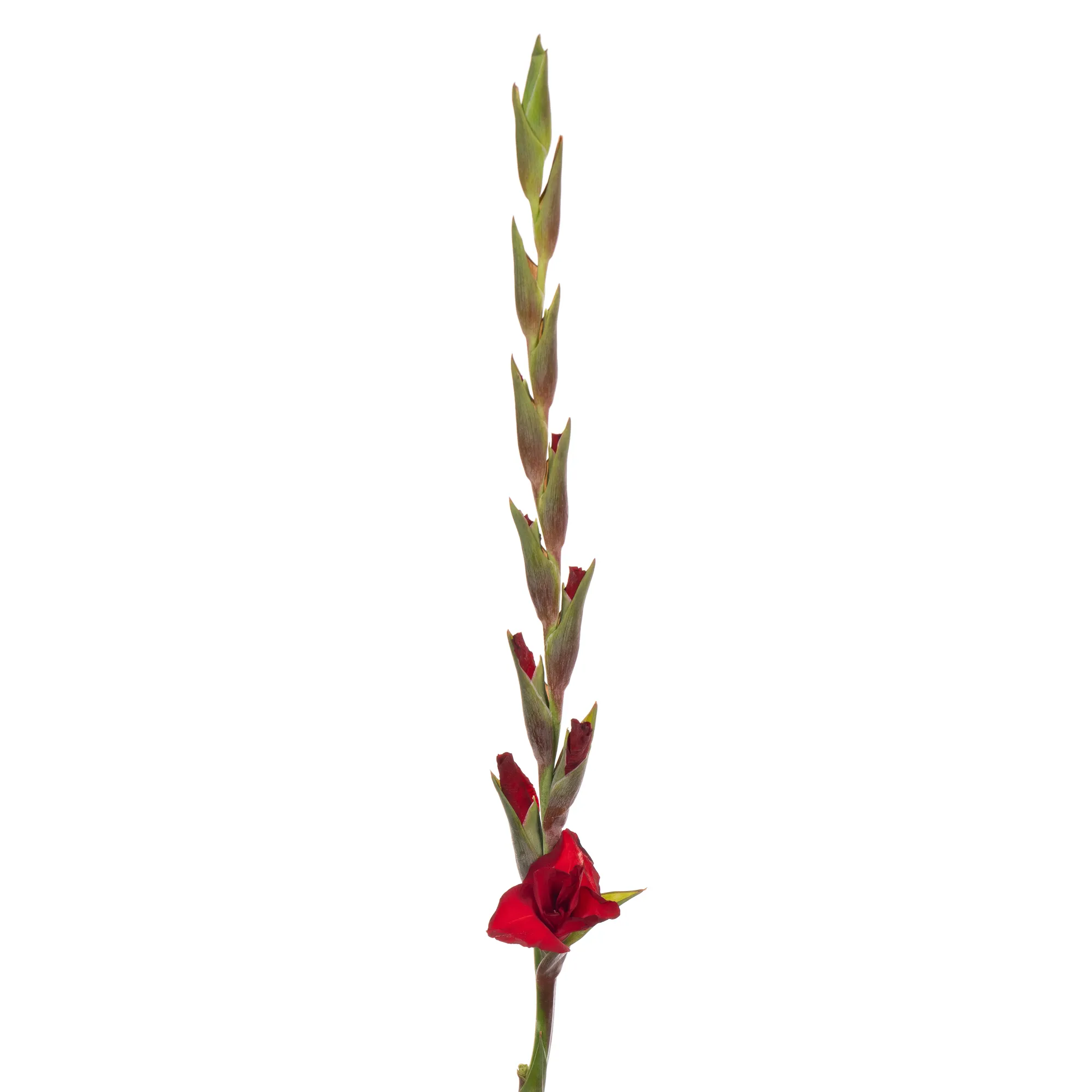 Gladiolus red balance