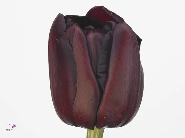 Tulip double palmyra