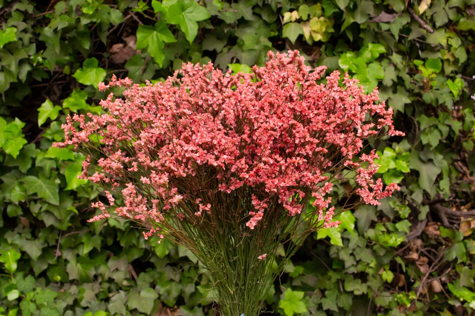 Limonium sinensis coral