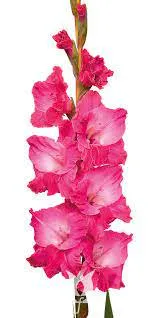 Gladiolus fairytale pink