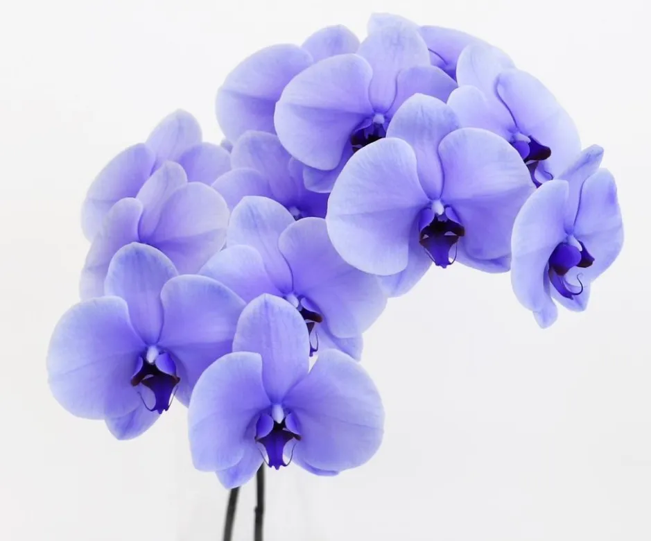 Phalaenopsis tinted lavender