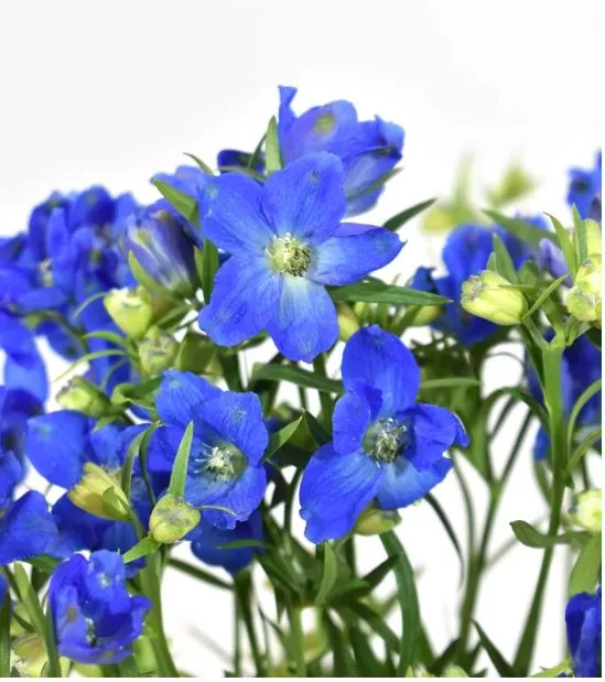 Delphinium spray blue