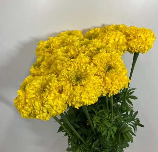 Tagetes afro yellow