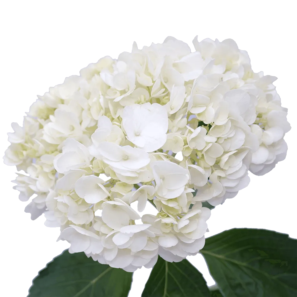 Hydrangea premium white