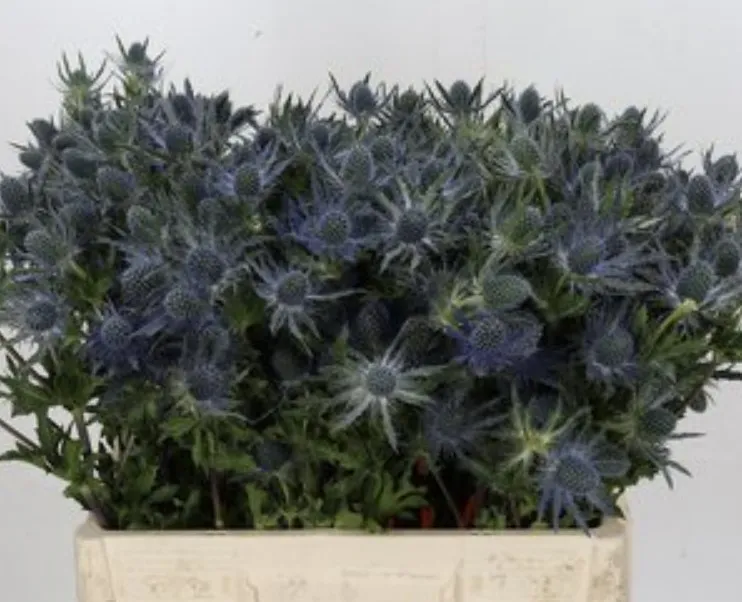 Eryngium purple petra