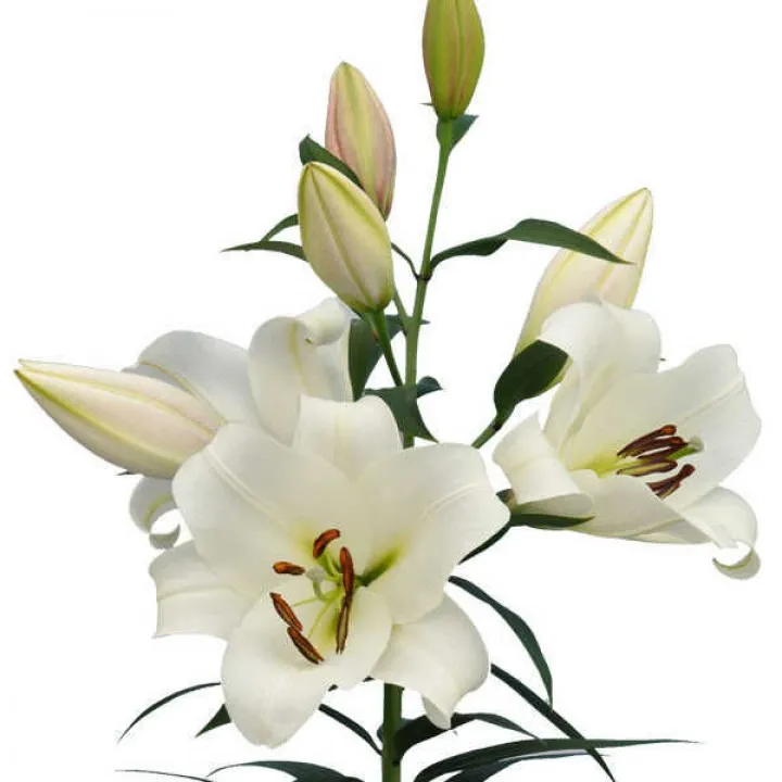 Lilium or forever