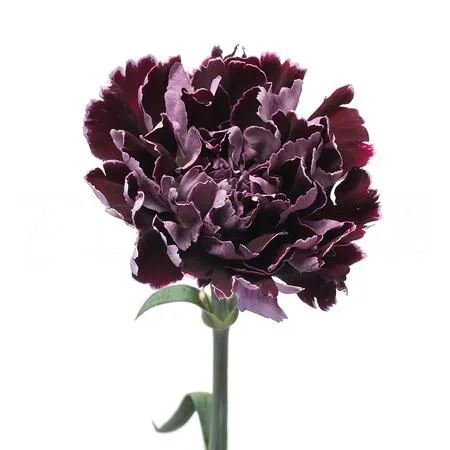 Carnation minerva