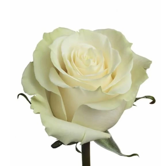 Rose mondial