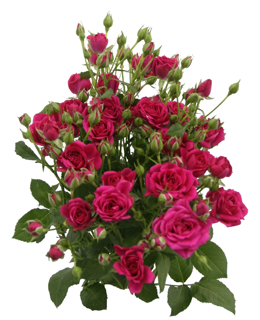 Rose spray royal spangle
