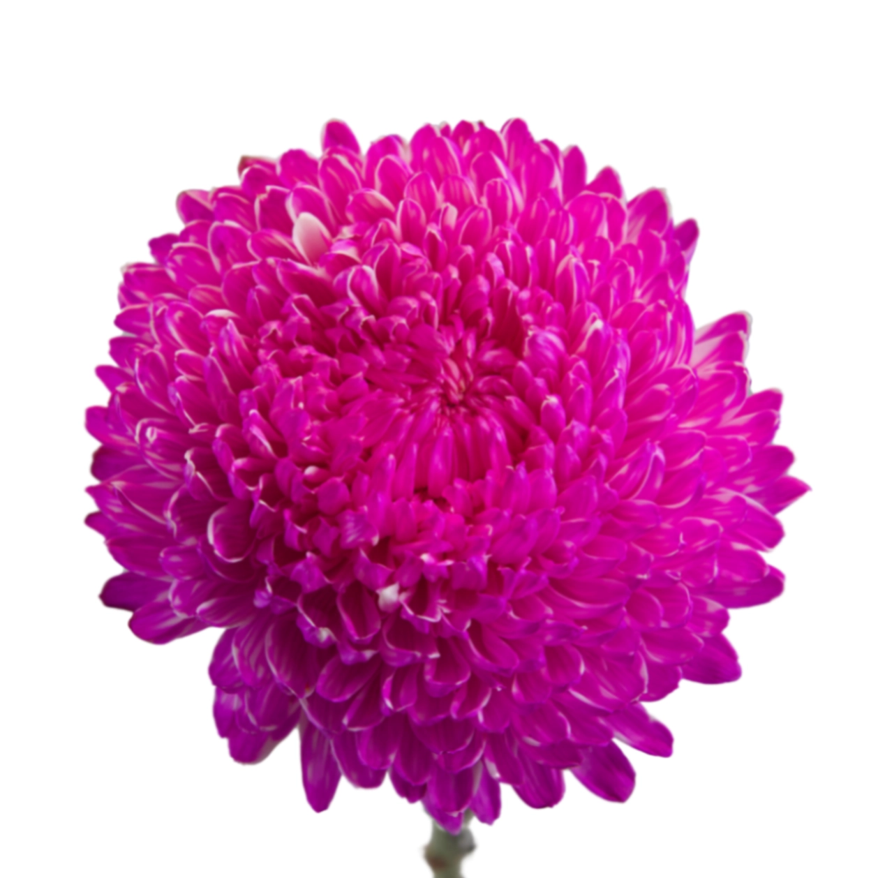 Chrysanthemum tinted shoсking pink