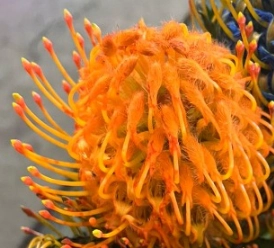 Leucospermum goldie dyed orange