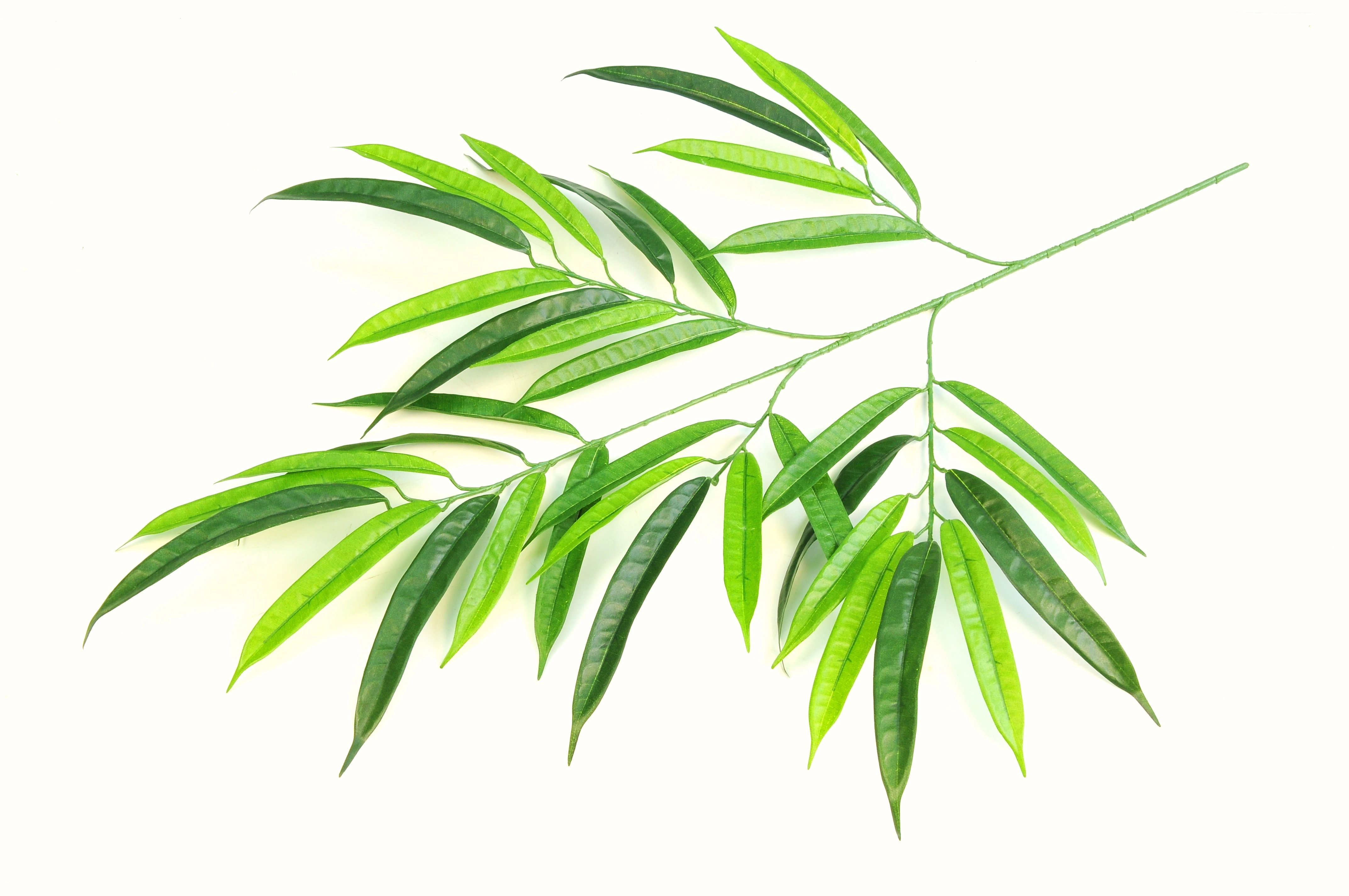 DELUXE LONGIFOLIA SPRAY
