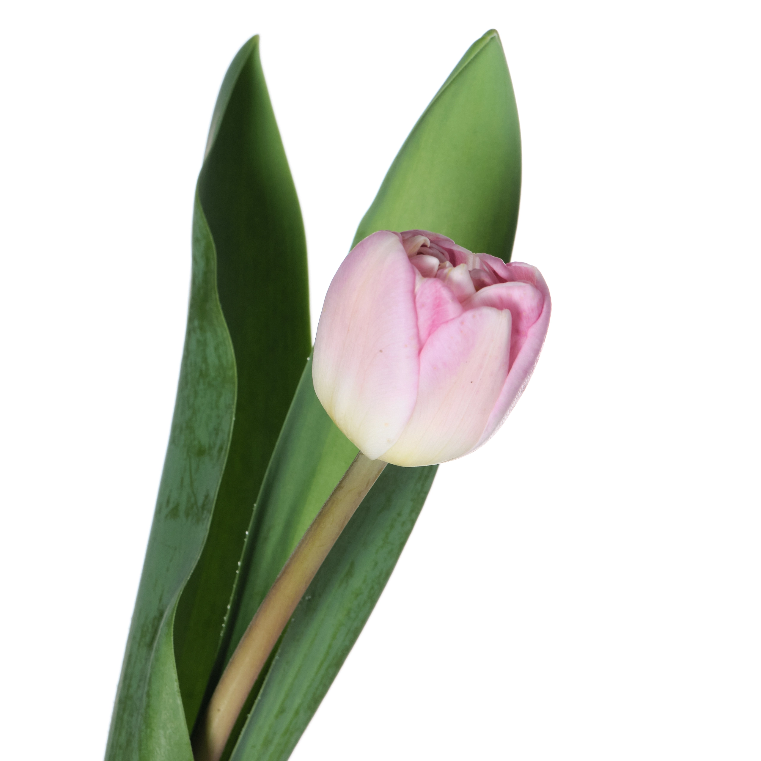 Tulip double endless love