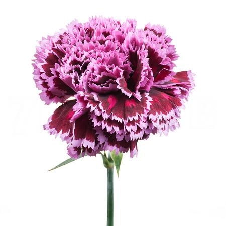 Carnation nobbio burgundy