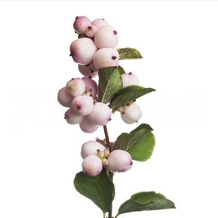 Symphoricarpos pink