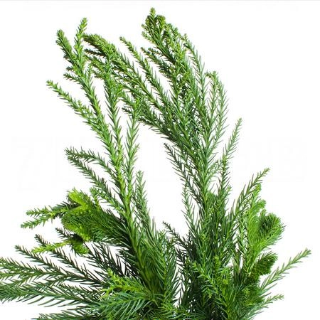 Cryptomeria cristata japonica