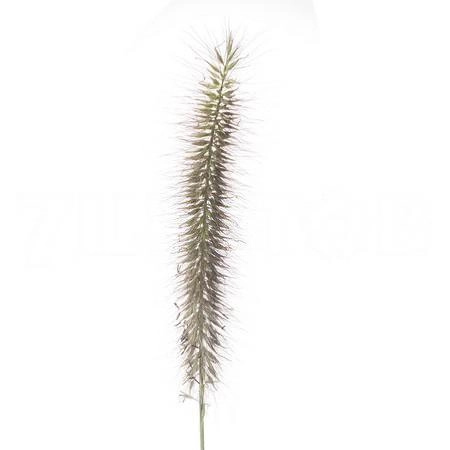 Pennisetum green