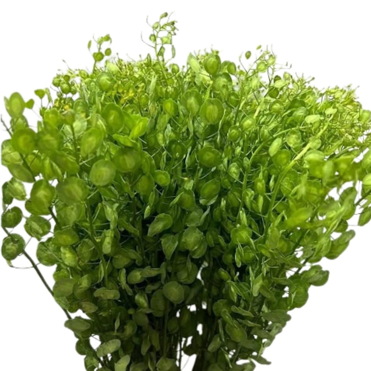 Thlaspi capsella kenya