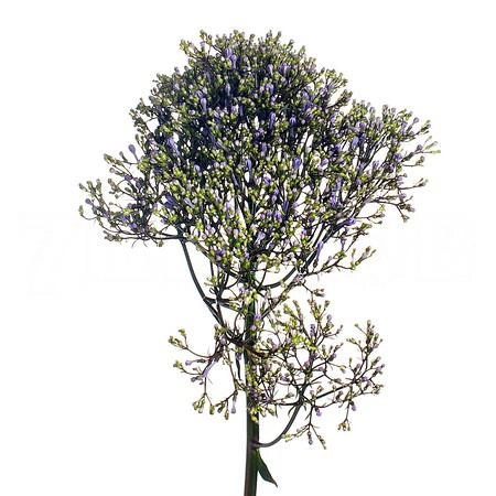 Trachelium blue shine