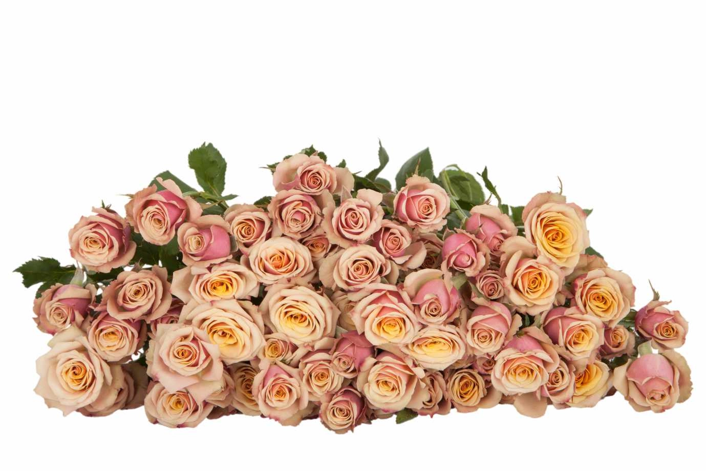 Rose spray antigua